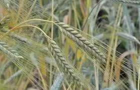 The first breads of humanity?