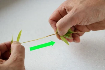 Thinning out herbs