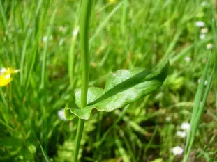 oseille sauvage