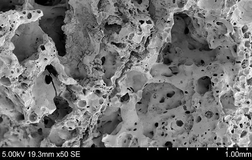 restes de pain au microscope électronique