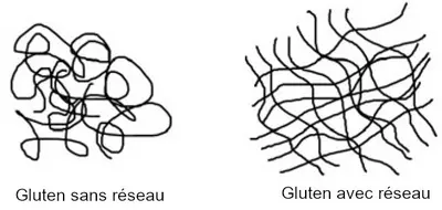 gluten network