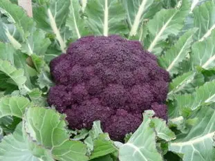 Purple-sprouting broccoli