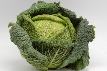 Green cabbage