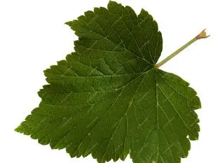Blackcurrant leaf