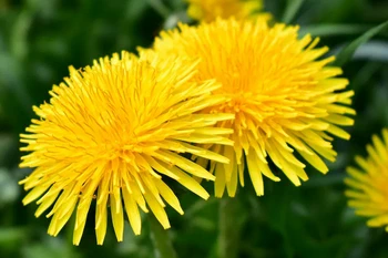 Dandelion flowers