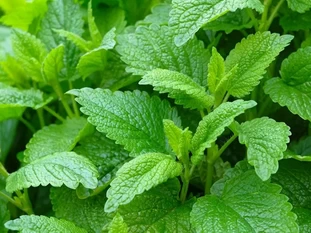 Lemon balm