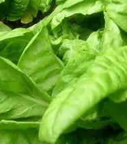 sorrel