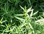 Tarragon