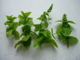 Mint