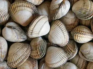 Cockles