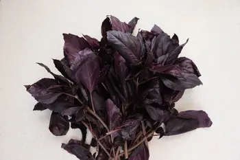 Purple Pesto