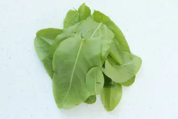 Sorrel mayonnaise : Stage 1