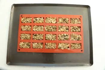 Seed cookies : Stage 3