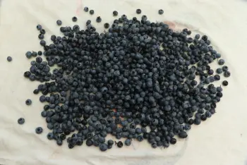 Blueberry Pie : Stage 3