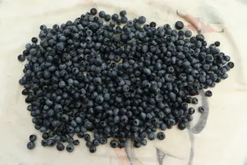 Blueberry Pie : Stage 5