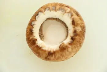 Mushrooms in snails