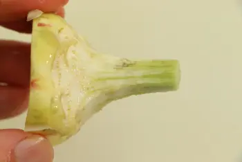 Purple artichokes à la romaine : Stage 3