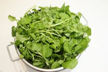 Watercress soup : Stage 1