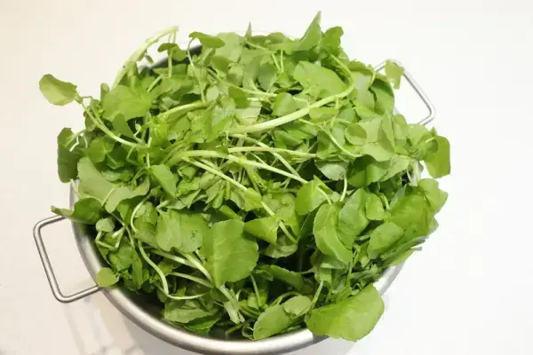 Watercress soup