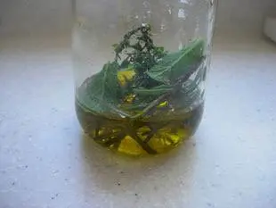 Preserved tomatoes : Photo of step #12