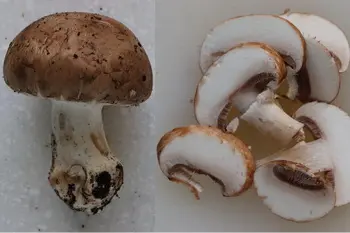 How to prepare fresh mushrooms