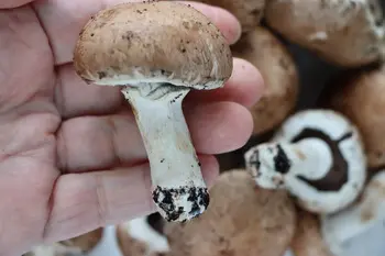 How to prepare fresh mushrooms : Photo of step #1