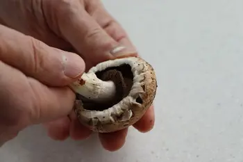 How to prepare fresh mushrooms : Photo of step #2