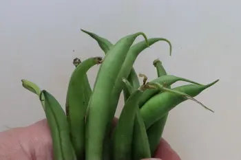 How to prepare green beans : etape 25