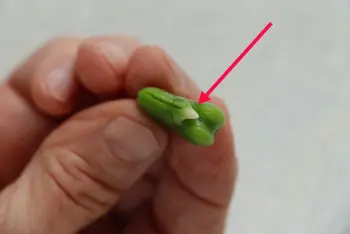 How to prepare broad beans