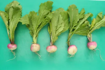 How to prepare turnips
