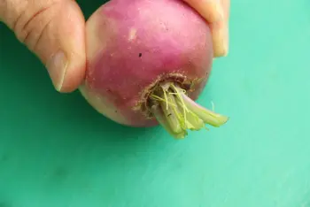 How to prepare turnips