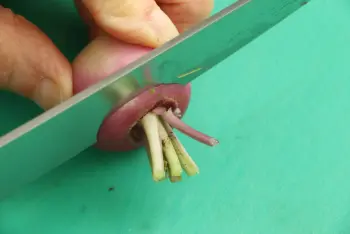 How to prepare turnips