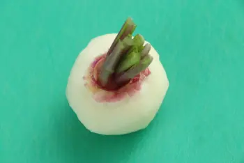 How to prepare turnips