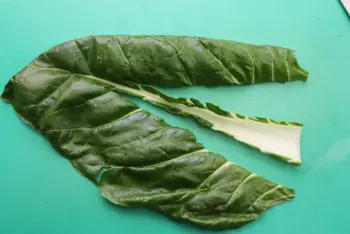 How to prepare chard : Stage 4