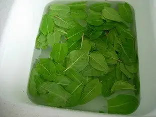 How to prepare sorrel : Photo of step #1