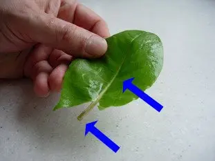 How to prepare sorrel : Photo of step #2