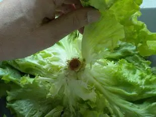 How to prepare a lettuce : Photo of step #2