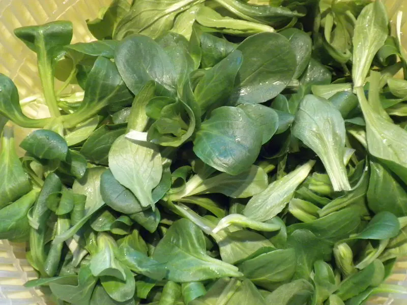 How to prepare corn salad