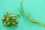 Parsley stems