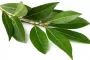Add a bay leaf