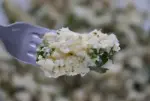 Winter cauliflower tabbouleh