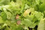 "Jules Bonnot" salad
