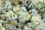 Broccoli bits, croutons and chervil-lemon mayonnaise