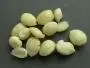 The kernel is edible.