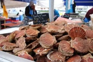 Cooking scallops