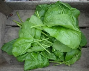 Let's rehabilitate spinach