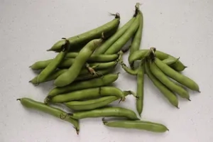 Beans in primeur