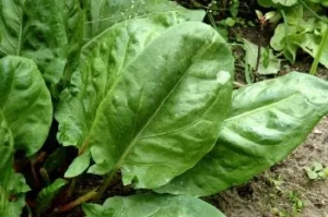 Sorrel and its cooking
