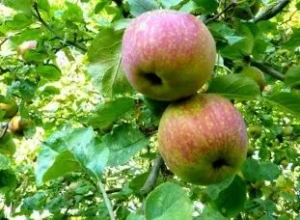 The peak of the apple season