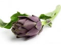 Purple globe artichokes